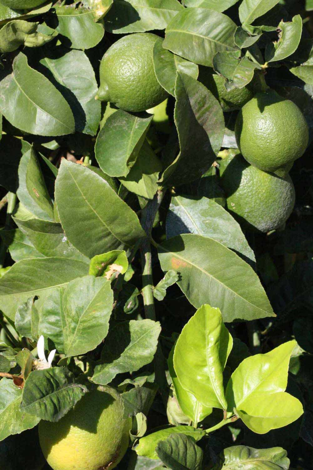              Sun leaves (Riverside, CA)       